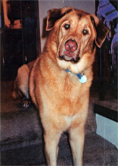 cheddar