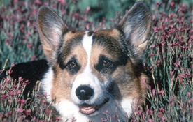 dog_1