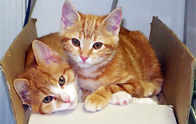 kittens
